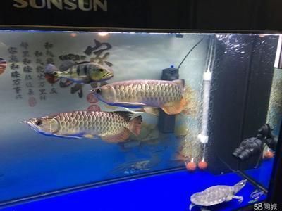 金底過背金龍魚高清圖片:金底過背金龍魚市場價格 金龍魚百科 第5張 金底過背金龍魚高清圖片:金底過背金龍魚市場價格 金底過背金龍魚高清圖片:金底過背金龍魚市場價格 金龍魚百科 第5張