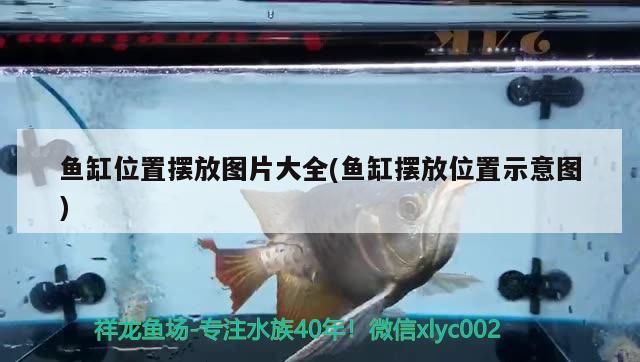 魚缸位置擺放圖片大全(魚缸擺放位置示意圖)