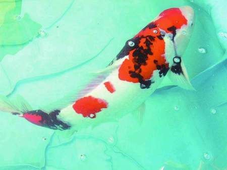 過背金龍魚怎么看公母：如何判斷過背金龍魚的性別