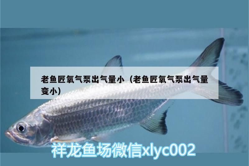 丹頂錦鯉的壽命有多長？，丹頂錦鯉養(yǎng)護指南