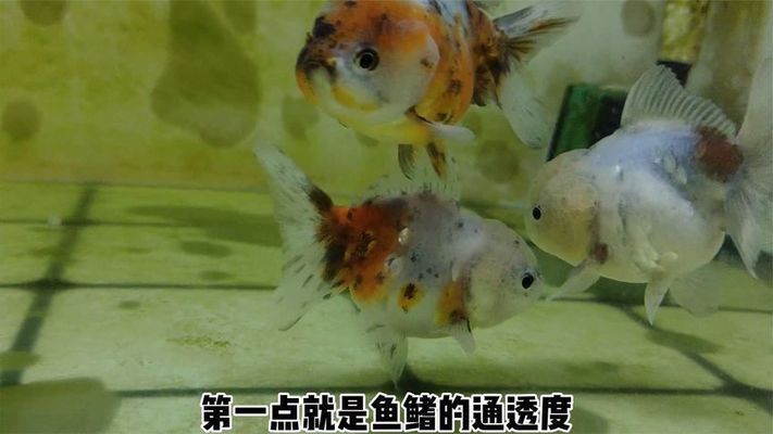 預(yù)防黃金貓魚幼魚疾病技巧（如何預(yù)防黃金貓魚幼魚疾?。?></span><span id=