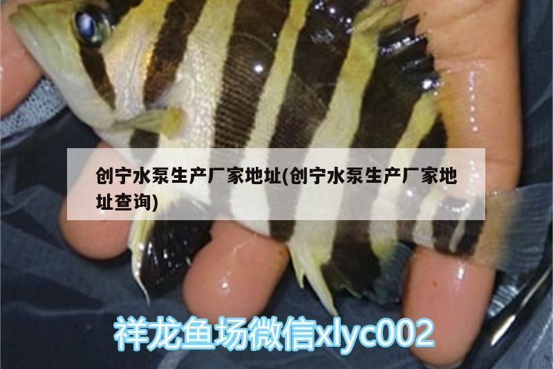 創寧水泵生產廠家地址(創寧水泵生產廠家地址查詢)