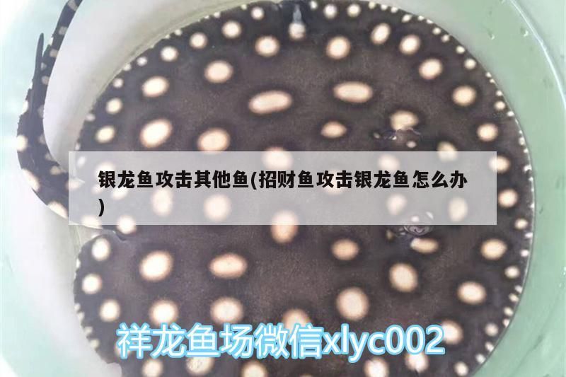銀龍魚攻擊其他魚(招財(cái)魚攻擊銀龍魚怎么辦)