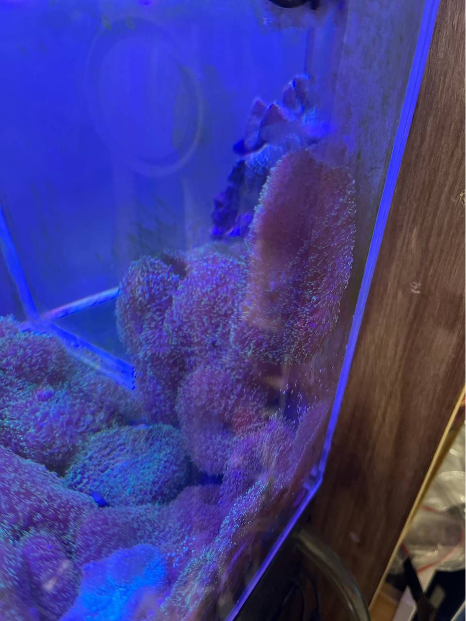 珊瑚粘缸壁上了