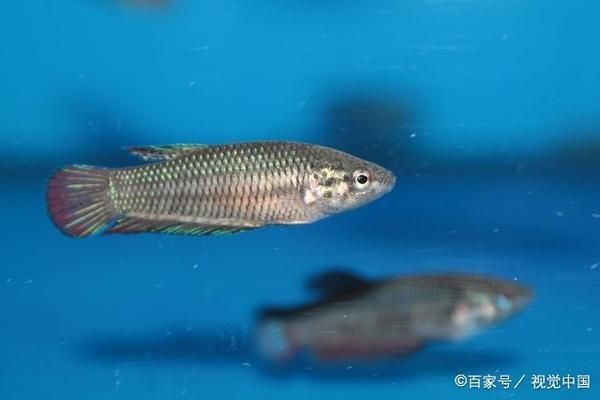 石槽魚缸圖片欣賞圖大全（石槽魚缸圖片欣賞圖大全集）