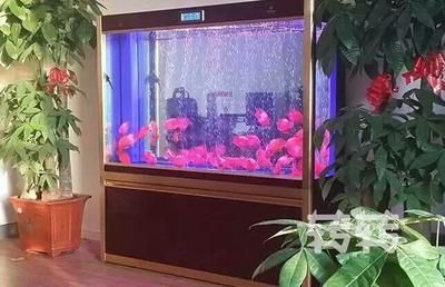 森森魚缸哪款好（森森魚缸哪款好百度貼吧） 森森魚缸哪款好（森森魚缸哪款好百度貼吧） iwish愛唯希品牌魚缸