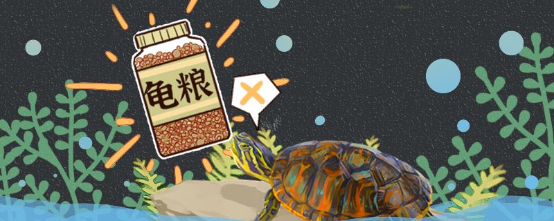 火焰龜為什么不吃食怎么開食