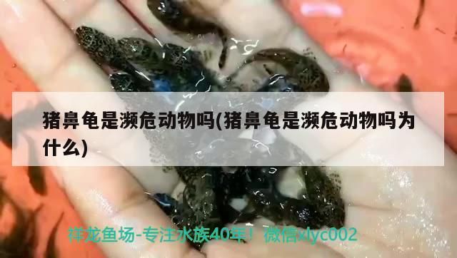 豬鼻龜是瀕危動(dòng)物嗎(豬鼻龜是瀕危動(dòng)物嗎為什么)