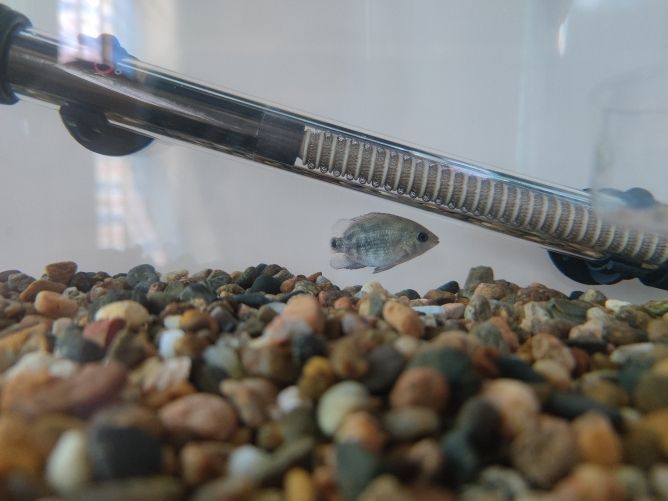 運城市鹽湖區車站康杰觀賞魚經銷店