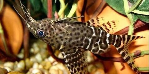 黃金貓魚繁殖水質凈化方法（黃金貓魚對水質的要求）