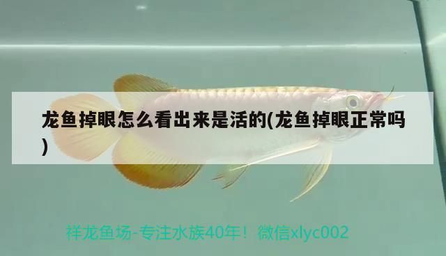 龍魚掉眼怎么看出來是活的(龍魚掉眼正常嗎)