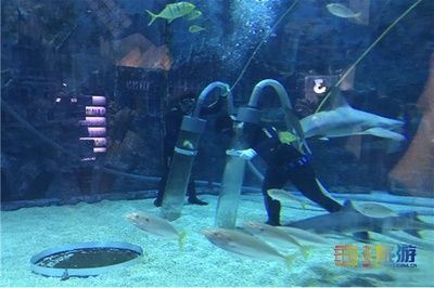 水族館店員都做什么活動(水族館店員培訓) 水族館百科(水族館加盟) 第4張 水族館店員都做什么活動(水族館店員培訓) 水族館店員都做什么活動(水族館店員培訓) 水族館百科(水族館加盟) 第4張