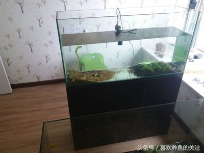 60的魚缸可以養幾條魚：60厘米的魚缸適合養幾種魚
