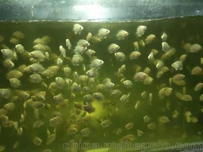 小虎魚苗怎么養(yǎng)？：養(yǎng)好小虎魚苗需要考慮到水質(zhì)、溫度、飼料等多個因素