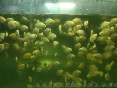 小虎魚苗怎么養(yǎng)？：養(yǎng)好小虎魚苗需要考慮到水質(zhì)、溫度、飼料等多個因素