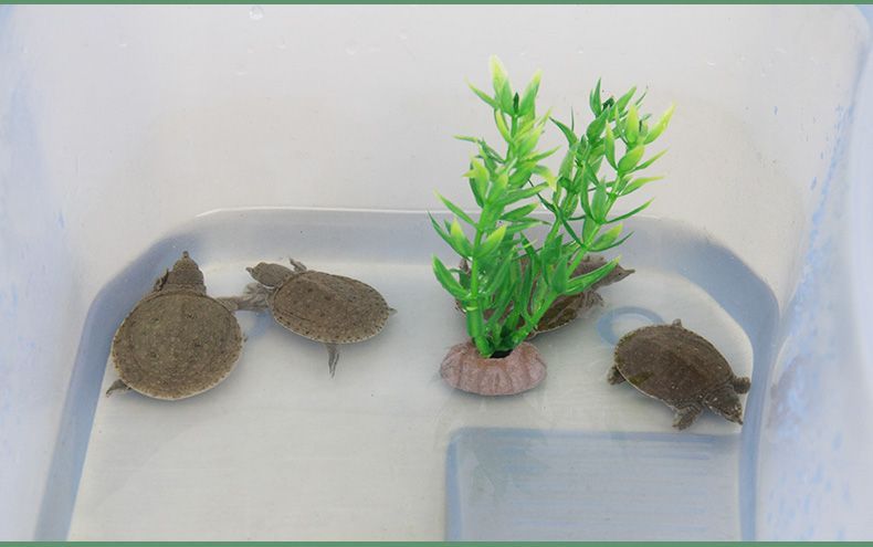 小虎魚苗怎么養(yǎng)？：養(yǎng)好小虎魚苗需要考慮到水質(zhì)、溫度、飼料等多個因素