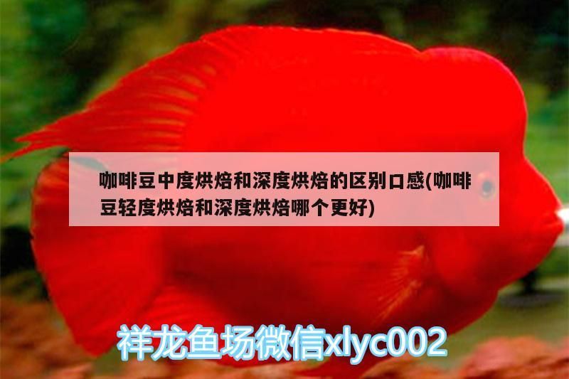 咖啡豆中度烘焙和深度烘焙的區別口感(咖啡豆輕度烘焙和深度烘焙哪個更好)