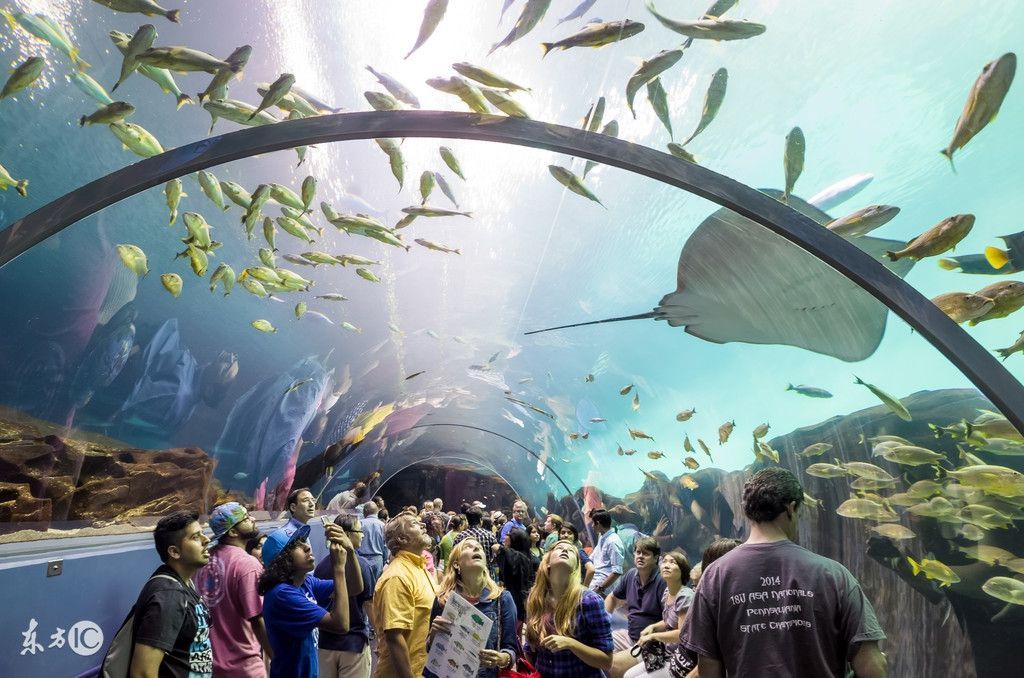 中國最大的水族館是哪個：中國最大的水族館是長隆海洋王國 中國最大的水族館是哪個：中國最大的水族館是長隆海洋王國 水族館百科（水族館加盟） 第3張