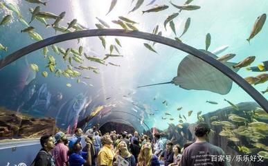 中國最大的水族館是哪個：中國最大的水族館是長隆海洋王國 中國最大的水族館是哪個：中國最大的水族館是長隆海洋王國 水族館百科（水族館加盟） 第5張