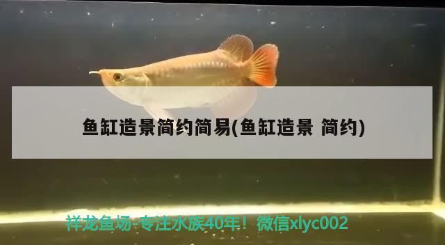 魚缸造景簡約簡易(魚缸造景簡約)