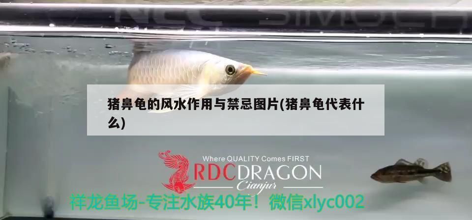 豬鼻龜的風水作用與禁忌圖片(豬鼻龜代表什么)
