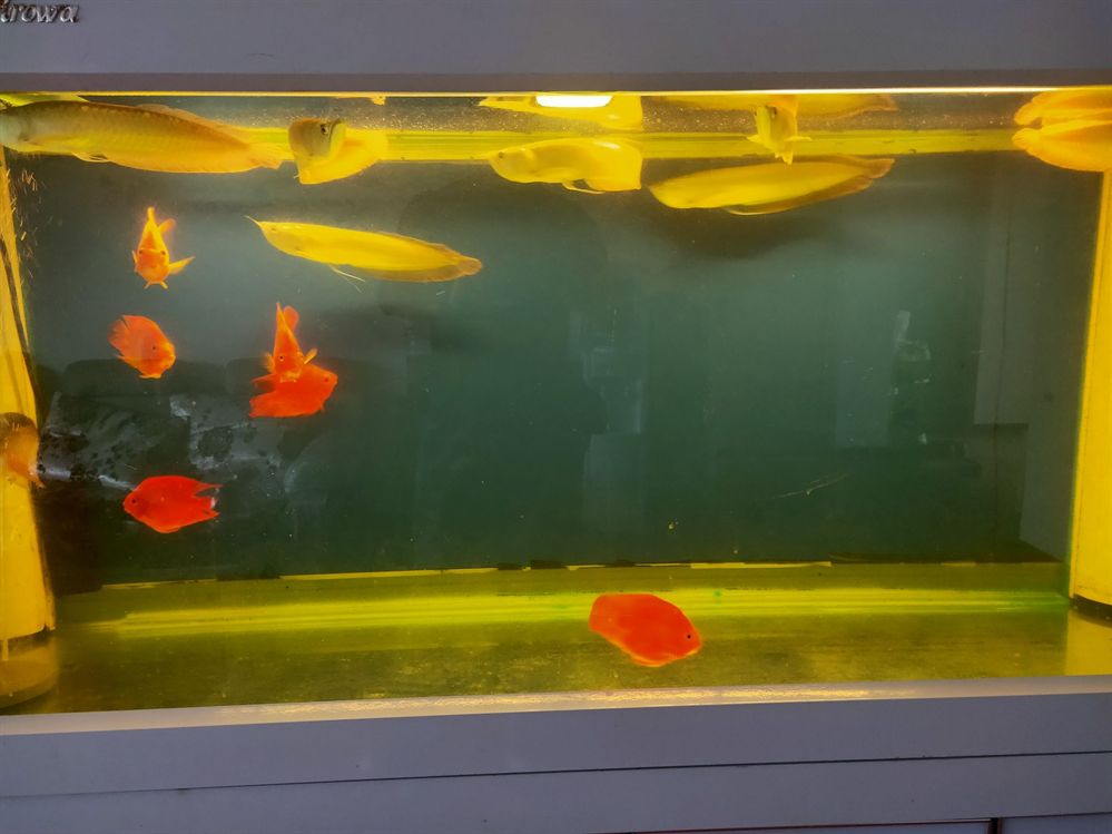 大連水族館馬印牌燈到家試試效果