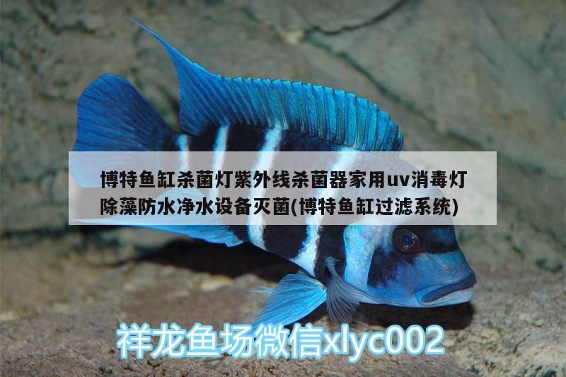 博特魚缸殺菌燈紫外線殺菌器家用uv消毒燈除藻防水凈水設備滅菌(博特魚缸過濾系統)