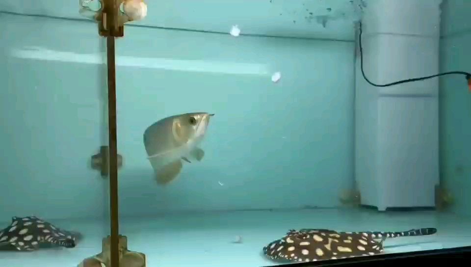 全盔滿盔金頭過背金龍魚