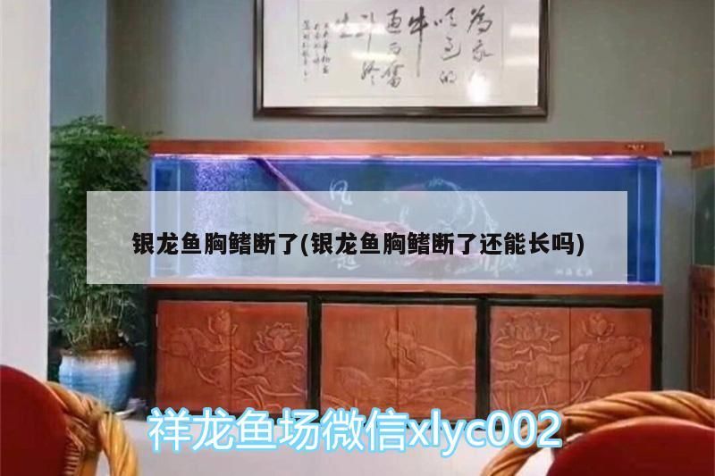 銀龍魚胸鰭斷了(銀龍魚胸鰭斷了還能長(zhǎng)嗎)