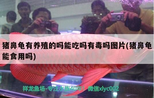豬鼻龜有養殖的嗎能吃嗎有毒嗎圖片(豬鼻龜能食用嗎)