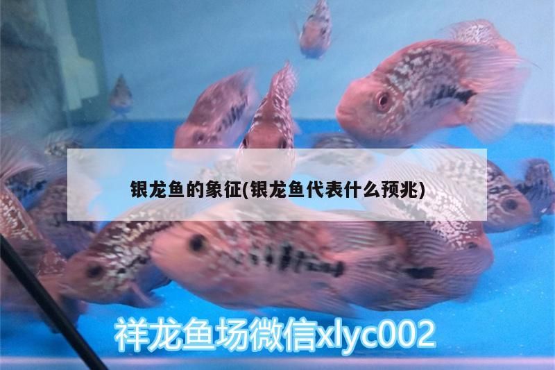 魚缸用增氧泵價格是多少:魚缸增氧機-xtrac增氧機-xtrac增氧機 銀龍魚的象征(銀龍魚代表什么預兆) 銀龍魚百科 銀龍魚的象征(銀龍魚代表什么預兆) 銀龍魚的象征(銀龍魚代表什么預兆) 銀龍魚百科