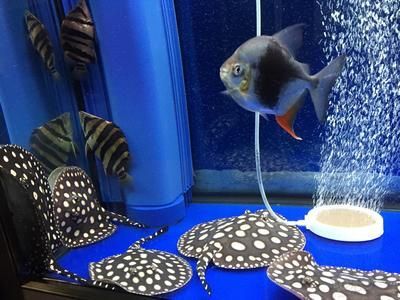 魟魚灰盤：灰盤是魟魚的一種分類