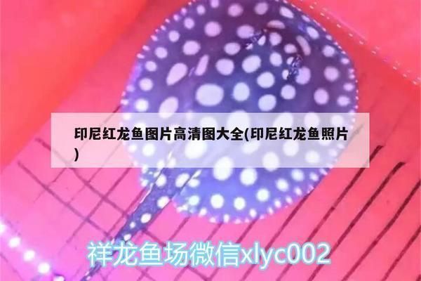 印尼紅龍魚照片高清大圖：印尼紅龍魚發色技巧分享印尼紅龍魚發色技巧分享