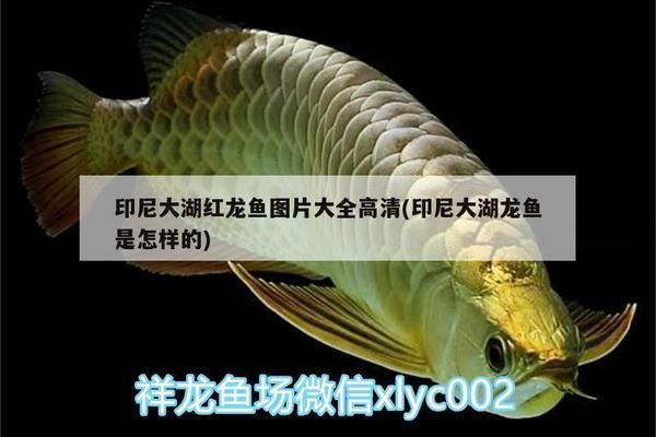 印尼紅龍魚照片高清大圖：印尼紅龍魚發色技巧分享印尼紅龍魚發色技巧分享