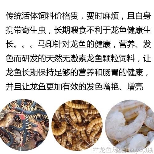 馬印龍魚飼料金龍魚飼料龍魚飼料專用魚食紅龍魚飼料龍魚飼料活體