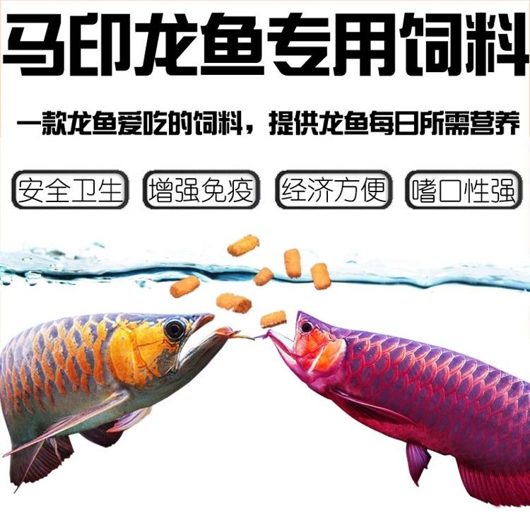 馬印龍魚飼料金龍魚飼料龍魚飼料專用魚食紅龍魚飼料龍魚飼料活體
