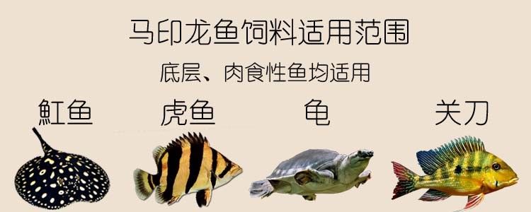 馬印龍魚飼料金龍魚飼料龍魚飼料專用魚食紅龍魚飼料龍魚飼料活體