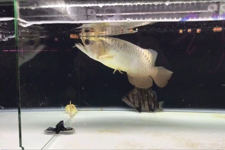 馬印龍魚飼料金龍魚飼料龍魚飼料專用魚食紅龍魚飼料龍魚飼料活體