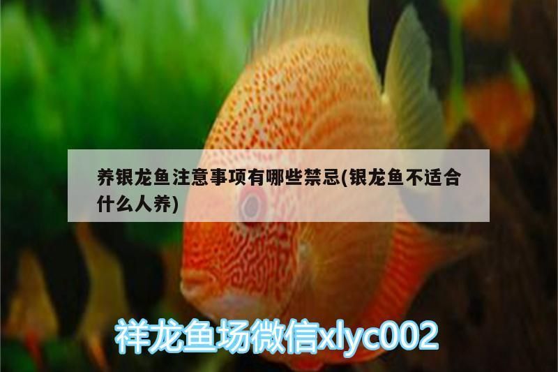 養銀龍魚注意事項有哪些禁忌(銀龍魚不適合什么人養)