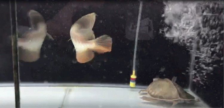 馬印龍魚飼料金龍魚飼料龍魚飼料專用魚食紅龍魚飼料龍魚飼料活體