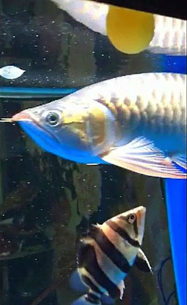 馬印龍魚飼料金龍魚飼料龍魚飼料專用魚食紅龍魚飼料龍魚飼料活體