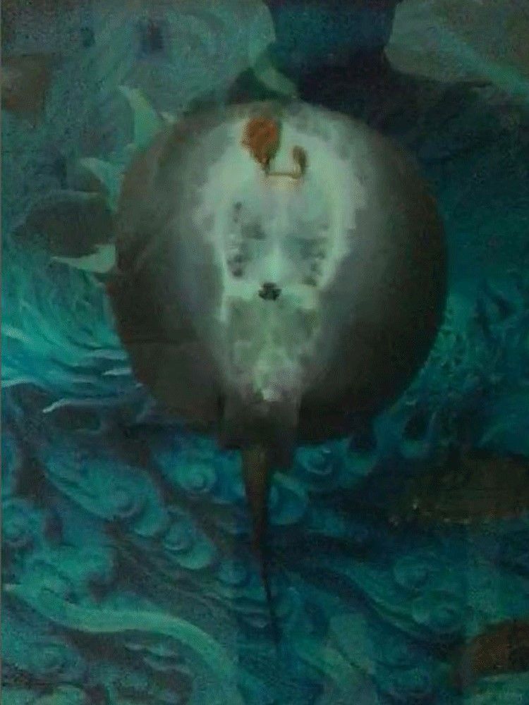 馬印龍魚飼料金龍魚飼料龍魚飼料專用魚食紅龍魚飼料龍魚飼料活體