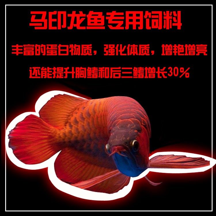 馬印龍魚飼料金龍魚飼料龍魚飼料專用魚食紅龍魚飼料龍魚飼料活體