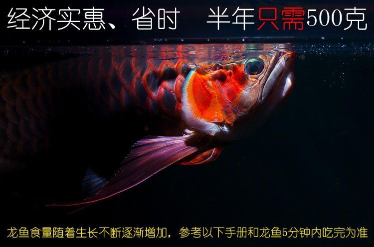 馬印龍魚飼料金龍魚飼料龍魚飼料專用魚食紅龍魚飼料龍魚飼料活體