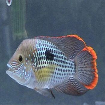 紅尾龍魚圖片大全：關(guān)于紅尾龍魚的一些基本信息和圖片資源