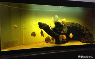 愛唯希魚缸代理價格表圖片高清版（愛唯希魚缸代理價格表圖片高清版）