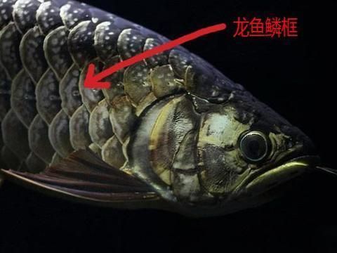 細框紅龍魚如何鎖框：如何判斷細框紅龍魚的健康狀態，細框紅龍魚的繁殖技巧