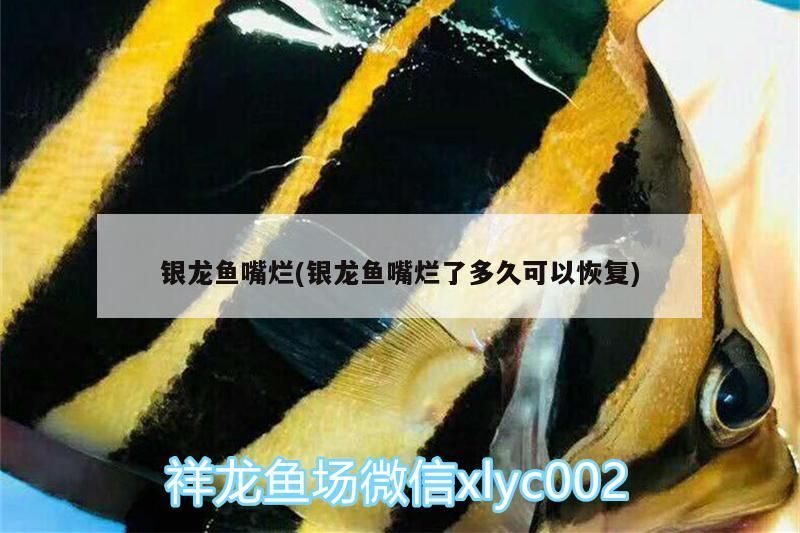銀龍魚嘴爛(銀龍魚嘴爛了多久可以恢復) 銀龍魚嘴爛(銀龍魚嘴爛了多久可以恢復) 銀龍魚百科