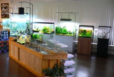 祥龍魚場水族館加盟條件是什么：祥龍魚場加盟后續培訓內容 祥龍魚場水族館加盟條件是什么：祥龍魚場加盟后續培訓內容 水族館百科（水族館加盟） 第4張