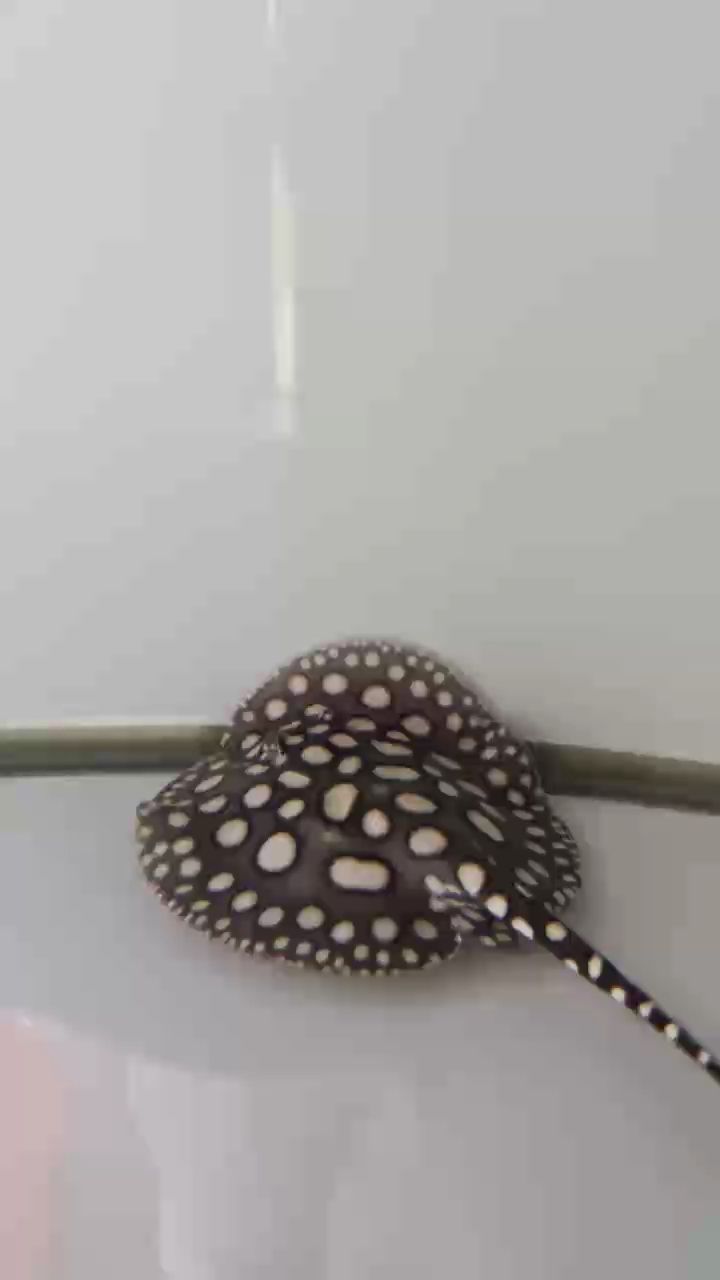 鸚鵡魚和銀龍魚混養(yǎng)怎樣喂食 三個月的小魚 龍魚論壇 三個月的小魚 三個月的小魚 龍魚論壇